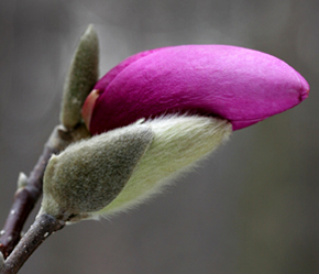 Bourgeon de Magnolia
