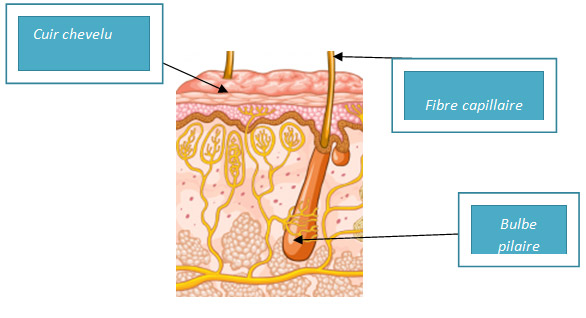 Fibre capilaire